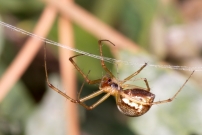 Une femelle (Araneae - Linyphiidae - Linyphia triangularis)